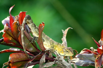 NATURALEZA