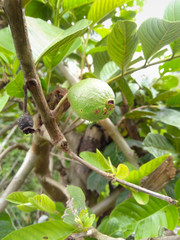 guava tree Brazil Minas Gerais Passabem tropical fruit nature food