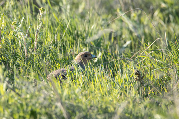 Partridge hiding in the grass. Beautiful portrait of a bird.