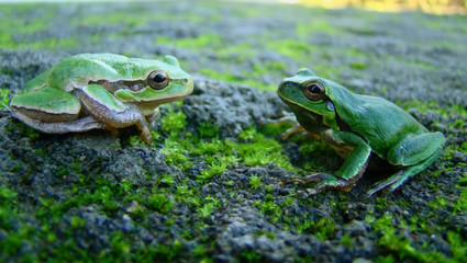 male and female frogs standing in front of each other .are they thinking about love? 