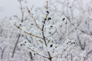 Winter background - black aand white snowy forest