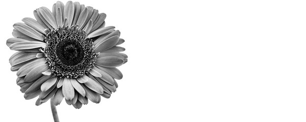 Fototapeta premium Gerbera