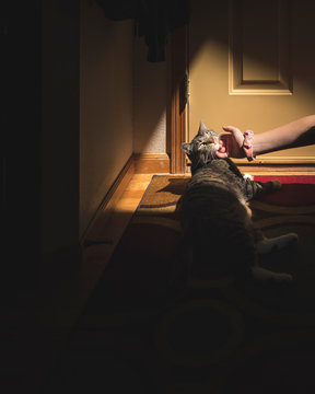 Girl hand scratches chin of calico cat lying on mat in patch of light