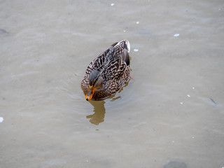 Duck