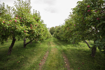 Looking down the middle of two rows of apple trees in an orchard.