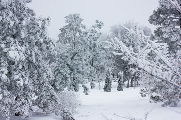 Winter background - black aand white snowy forest