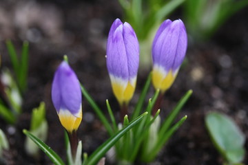 Fototapeta na wymiar Three Purple and Yellow Crocus Buds in Spring