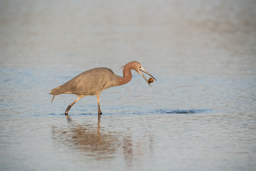 Heron with muscle breakfast