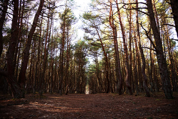 Dancing forest in Kaliningrad in Russia