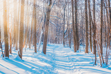 Blue winter forest landscape with trees, snow on a sunny day