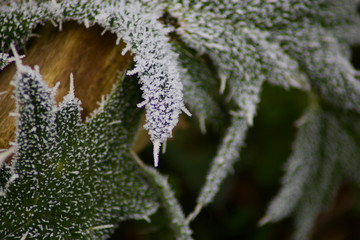 thistle leafs at first frost