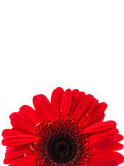 Gerbera