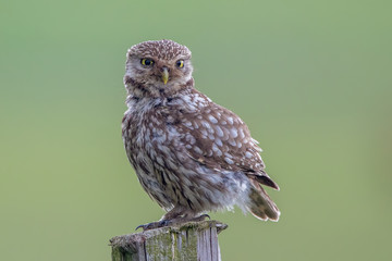 Little Owl Perched