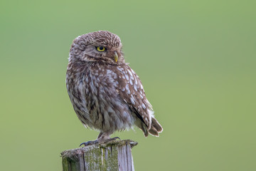 Little Owl Perched
