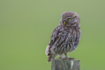 Little Owl Perched