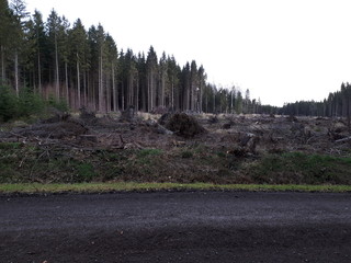 Wald abgeholzt