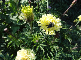 A beetle on a beautiful, yellow flower.