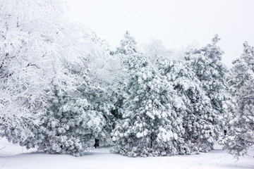 Winter background - black aand white snowy forest