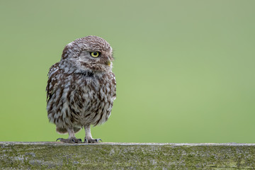 Little Owl Perched