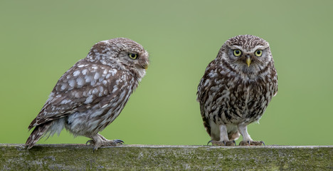 Little Owl Perched