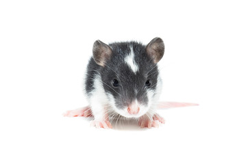 rat on white background