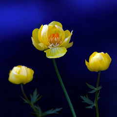 Trio -  globeflowers buds