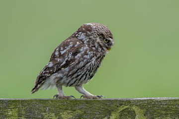 Little Owl Perched