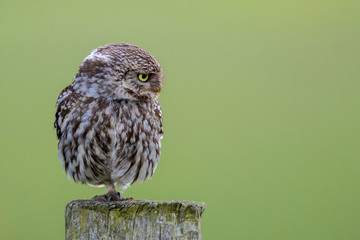 Little Owl Perched
