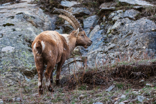Alpine ibex (capra ibex), Valsavarenche, Gran Paradiso National Park, Aosta Valley