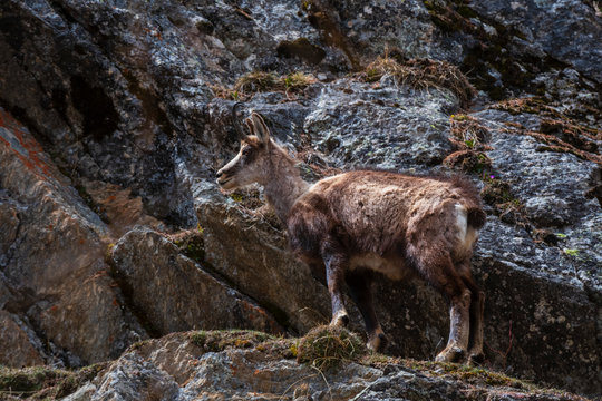 Alpine Chamois (Rupicapra rupicapra), Valsavarenche, Gran Paradiso National Park, Aosta Valley