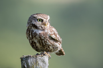 Little Owl Perched