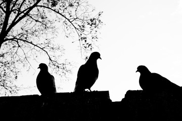 Silhouette of birds standing on a wall  - Powered by Adobe