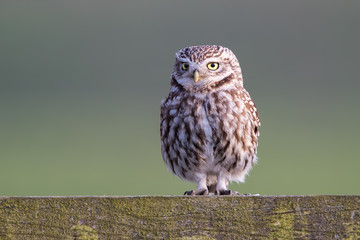 Little Owl Perched