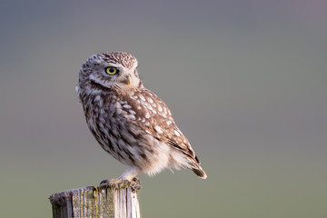 Little Owl Perched