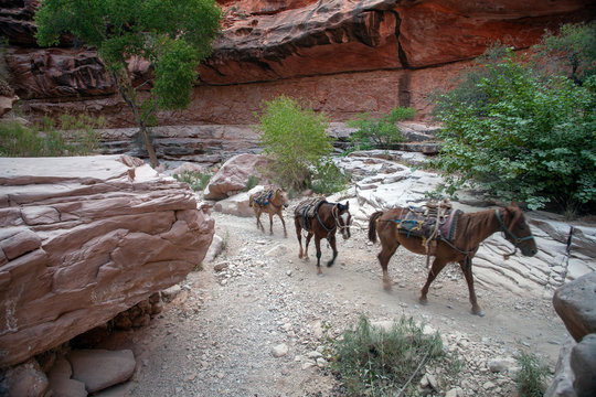 Pack horses run single file through rocky mountain terrain