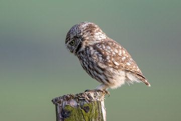 Little Owl Perched