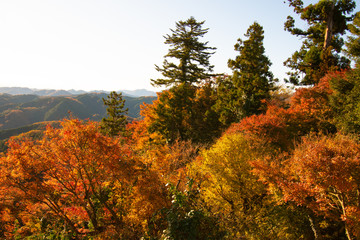 Fototapeta premium 高尾山の紅葉
