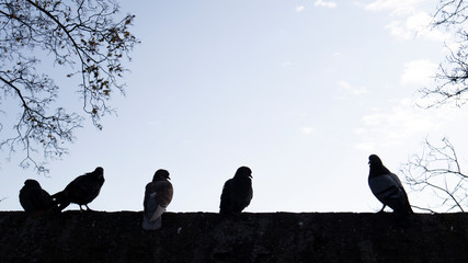Silhouette of birds standing on a wall 