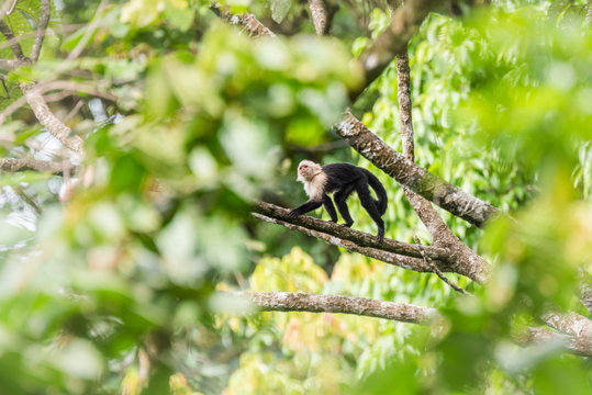 White-headed capuchin (Cebus imitator), Arenal Volcano National Park, near La Fortuna