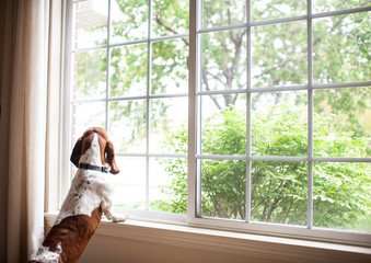 Basset hound dog staring out the window waiting at home