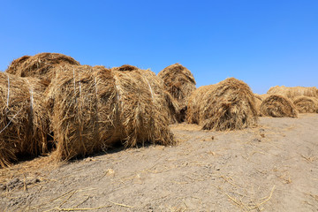 Bales of straw in the field
