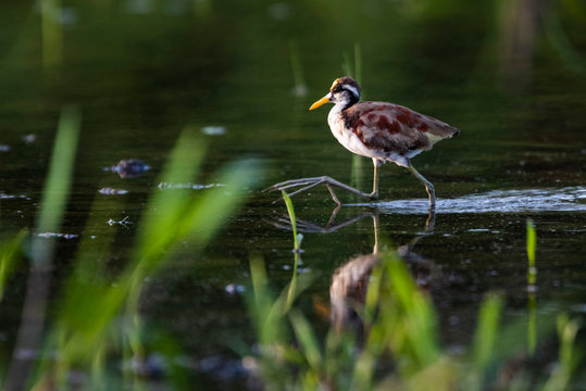 Northern Jacana (Jacana Spinosa), Boca Tapada
