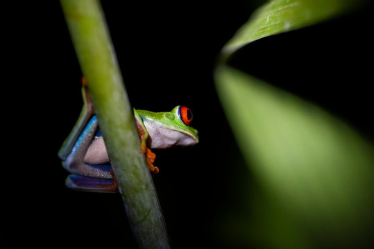 Red-Eyed Tree Frog (Agalychnis callidryas), Boca Tapada