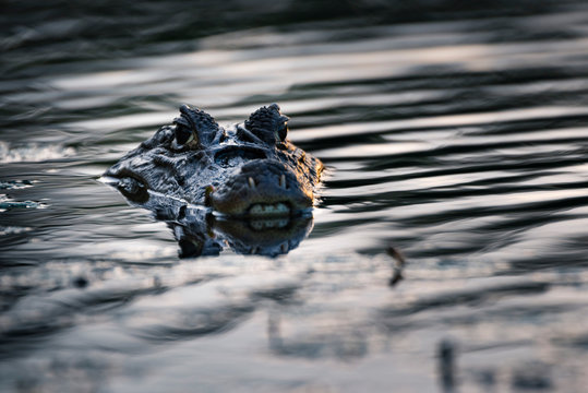 Spectacled Caiman (Caiman crocodilus), Boca Tapada