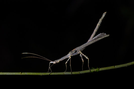 Stick Insect (Phasmatodea) (Walking Stick Insect), Boca Tapada