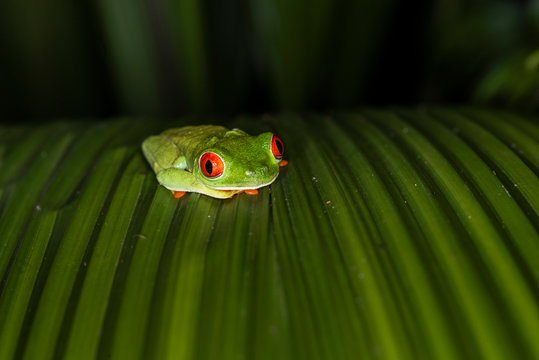 Red-Eyed Tree Frog (Agalychnis callidryas), Boca Tapada