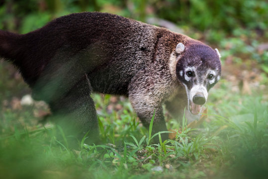 Coati (Nasua Nasua) (Coatimundis), Boca Tapada