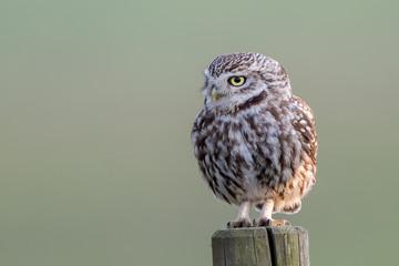 Little Owl Perched