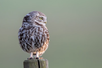 Little Owl Perched
