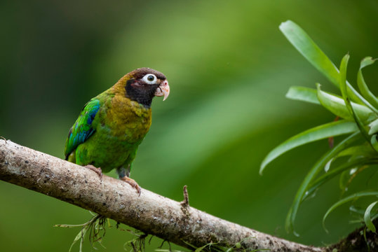 Brown-hooded Parrot (Pyrilia haematotis), Boca Tapada